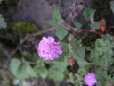 Persicaria capitata or Pink knotweed