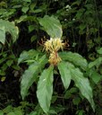 Hedychium spicatum orspiked ginger lilly
