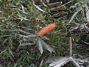 Hedychium Assam orange