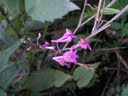 Orchid- Anthogonium gracile
