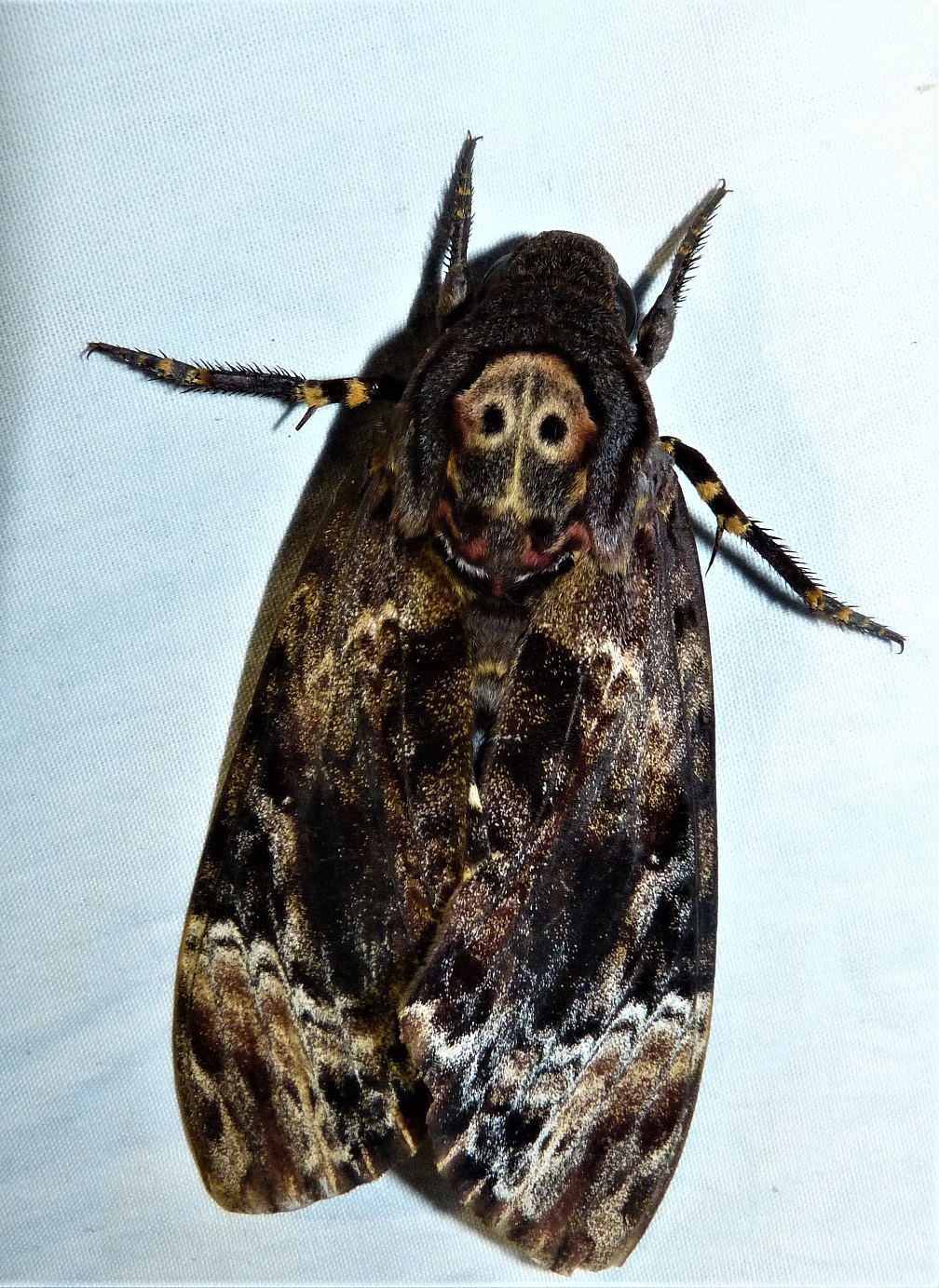 Acherontia lachesis (Fabricius,1798)  Gudalur
