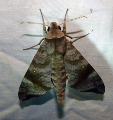 Acosmeryx akanshi Melichar, Rez c, Manjunatha & Horecky, 2014- Kanyakumari Wls