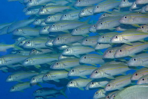 Yellowfin goatfish - Credit: James Watt 