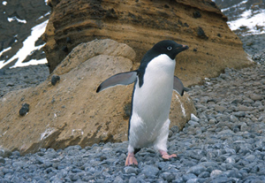 Adelie penguin rookery.