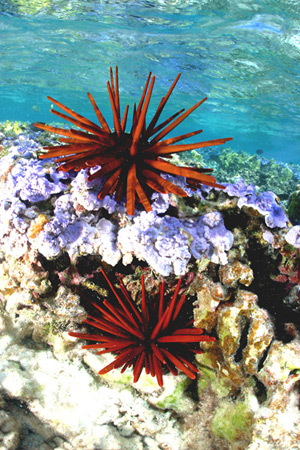 Red pencil urchin Credit: James Watt