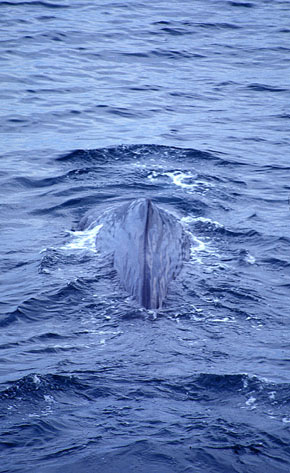 Sperm whale showing its dorsal fin