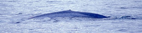 Blue whale back and dorsal fin.