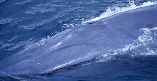 Blue whale head.