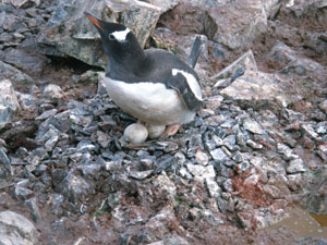  Gentoo parent incubating an egg.