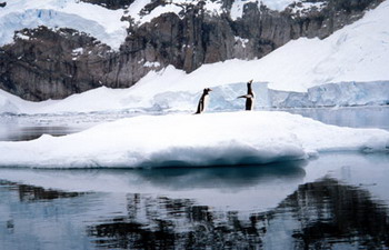 Adelie penguin