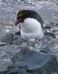 Macaroni penguin incubating the second egg