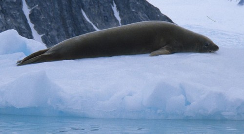 Crabeater seal with a perfect pelt (unusual).