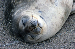 Weddell seal with wet, straight whiskers.