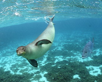 Endangered Hawaiian monk seal at Kure Atoll, only 1400 monk seals remain in the wild.  