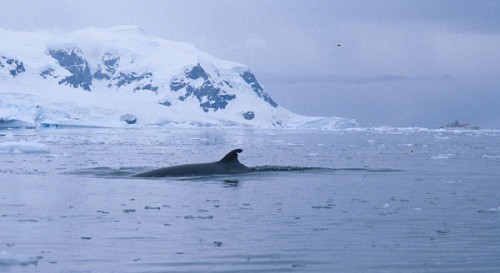 Minke whale at rest at the surface, note the abnormal notch in its dorsal fin (an individual identification mark).