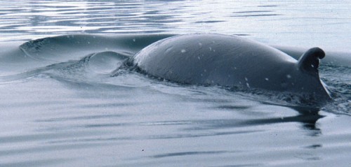 Back and dorsal fin of a diving Minke whale.