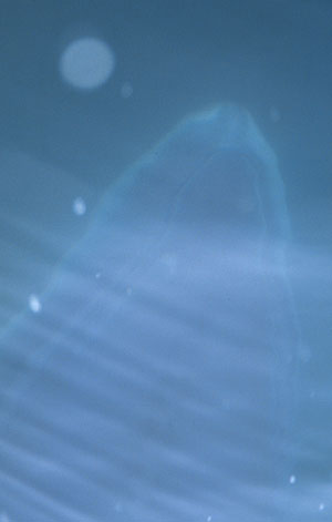 The outline of a diving Minke can just be seen under the water