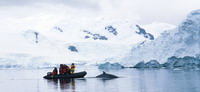 ecotourists get a close view of a curious Minke whale