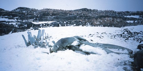 Baleen whale skeleton left by whalers.