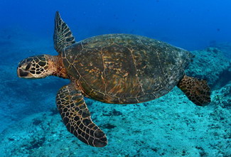 Ninety percent of threatened Hawaiian green sea turtles nest at French Frigate Shoals in the NWHI