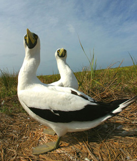 The land areas of the NWHI are resting and nesting areas for over 14 million seabirds. The land areas of the NWHI are resting and nesting areas for over 14 million seabirds. 