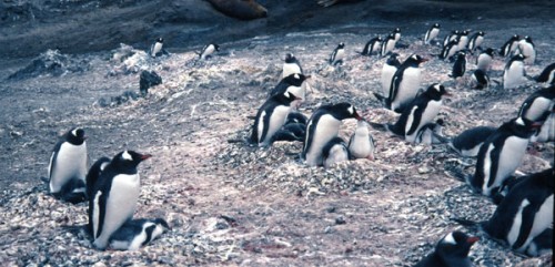 Gentoo Penguin rookery