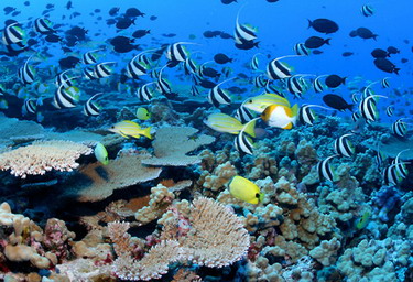 Shallow water coral reefs at French Frigate Shoals. All 4 photos above - Credit: James Watt 