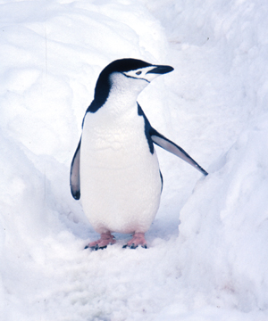 Chinstrap Penguins