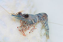 Many new species from the NWHI are yet to be described, like this shrimp found on Midway Atoll.