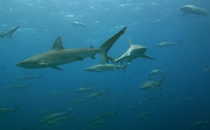 Galapagos sharks, Carcharhinus galapagensis at Maro Reef.