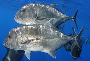 Giant trevally, Caranx ignobilis , or Ulua.