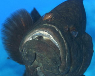 Hawaiian grouper, Epinephelus quernus 