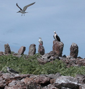 Stone spires dot the spine of Mokumanamana (left). Credit: Andy Collins 