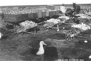 Laysan albatross eggs harvested on Laysan Island in the 1890s (Hawaii State Archives)