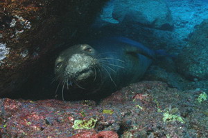 Hawaiian monk seal at Gardner Pinnacles. Credit: James Watt 