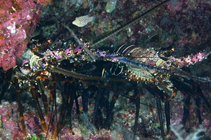 Hawaiian spiny lobster, Panulirus marginatus . Credit: James Watt