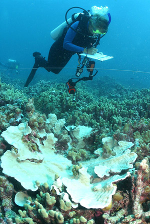 Researchers document corals along a trasect line.  Credit: James Watt