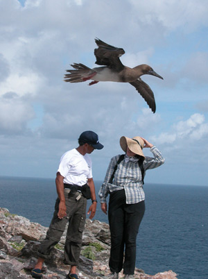 Nainoa Thompson, master navigator for Hokule'a and Dr. Beth Flint of the U.S. Fish and Wildlife Service converse on Mokumanamana as a Brown Booby evesdrops. Credit: Andy Collins
