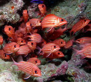 Hawaiian squirrelfish. Credit: James Watt 