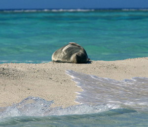 Hawaiian monk seal resting on a sand spit. Credit: James Watt