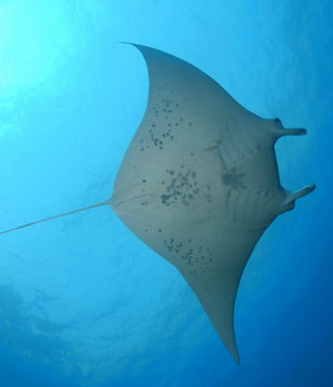 Manta ray. Credit: James Watt