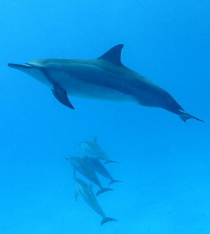 Spinner dolphin. Credit James Watt