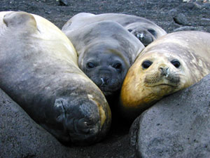 Southern Elephant Seal 