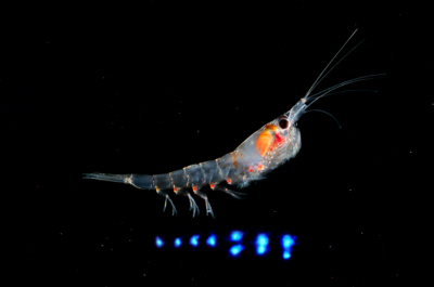 Figure 12 - The euphausiid (krill), Meganyctiphanes norvegica, produces light from ventral, downward directed photophores, that it uses for camouflage. Photo credit: Edith A. Widder Harbor Branch Oceanographic Institution