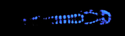 Figure 26(B) The hatchetfish, Argyropelecus affinis, uses bioluminescence as a cloaking device to mask its silhouette. Photo credit: Edith A. Widder Harbor Branch Oceanographic Institution.