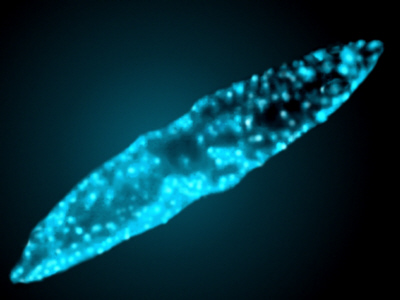 Figure 3(B) - The bioluminescent dinoflagellate, Pyrocystis fusiformis, emits light from cellular organelles, called scintillons. Photo credit:  Edith A. Widder Harbor Branch Oceanographic Institution