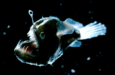 Figure 5 – The blackdevil anglerfish, Melanocetus johnsonii, has a bioluminescent esca that is used to attract prey. Photo credit: Edith A. Widder Harbor Branch Oceanographic Institution.