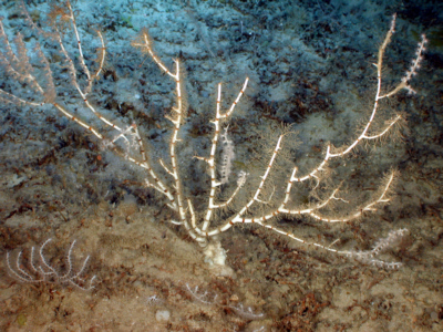 Figure 7(A) – The yellow bamboo coral, Ceratoisis flexibili, emits light when bumped. Photo credit: Edith A. Widder Harbor Branch Oceanographic Institution.