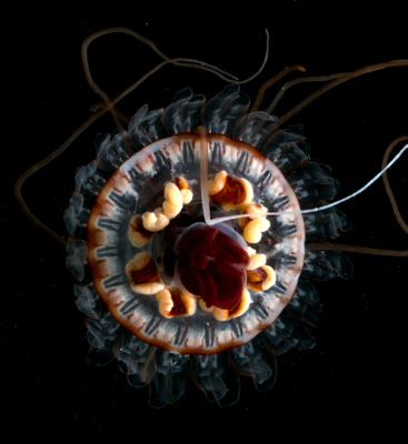Figure 8(A)– The deep-sea jellyfish, Atolla vanhoeffeni, produces a spectacular display that looks like a pinwheel. Photo credit: Edith A. Widder Harbor Branch Oceanographic Institution.