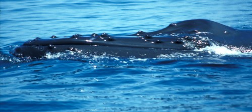 Humpback whale.